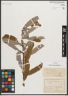 Foto von Salix triandra L.
